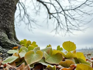 Czy katalpa gubi liście na zimę?